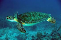 /album/animais-marinhos/tartaruga-do-mar-png/